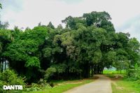 Cây sanh hơn 800 năm tuổi ở Hòa Bình